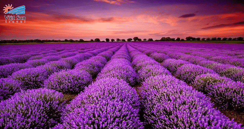 5 lý do bạn nên đến Nhật Bản mùa hoa lavender